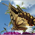 lundi 5/07/10 MACHAON