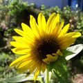J'veux du soleil!!!!