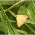 Noctuelle à museau : Hypena probosidalis