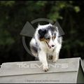 Agility Bourgoin Jallieu 22/07/2012