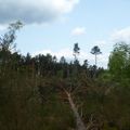 Forêt de sapin de 30 cm de diamètre transformée en champs de pieux 