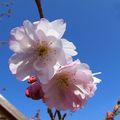 Premières fleurs de ce printemps (2/...)