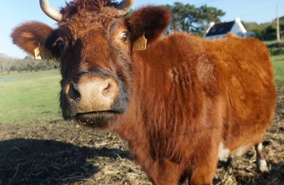 Vache bretonne