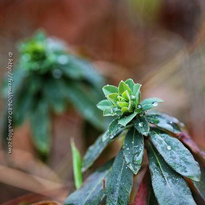 Euphorbe d'hiver * Wintery spurge