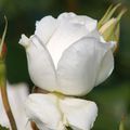 je veux des roses blanches...