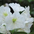 Rhododendron 'Mrs A.T. de la Mare'