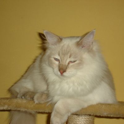 Galac le nouveau venu dans la cuisine des corréziens 