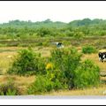 ILE D'OLERON