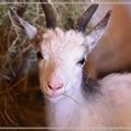 Des animaux au Puy du Fou