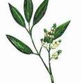 La verveine citronnée : calmante et joyeuse