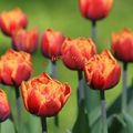 Tulipe Orange Princess
