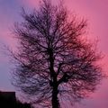 arbre sur ciel du soir-10 mars 2010,Les Ulis (Essonne).