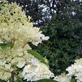 Bouquet du vendredi et un tour d'été au jardin