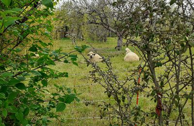 Moutons à domicile 