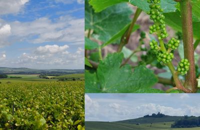 Dans les vignes champenoises