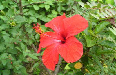 lait corporel à l'hibiscus