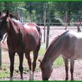  PROMENADE EQUESTRE