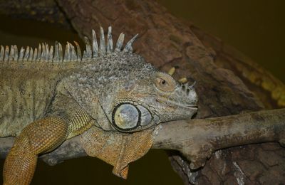 Iguane vert