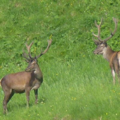 Un Moment Féérique
