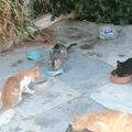 Vu d'ici vu d'ailleurs # Les mercredis gourmands de Syros