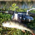 Deux perches de 12-13 cm, deux brèmes de 35 et 45 cm et un brochet de 63 cm dans le canal de Guînes (62