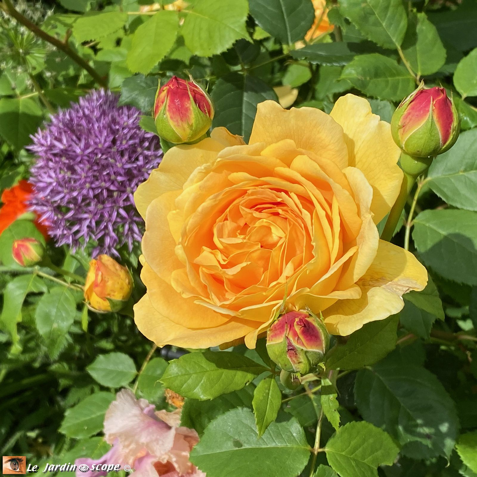 Rosier Golden Celebration