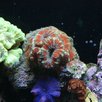 Acanthastrea