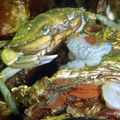 Crabe vert (Carcinus maenas)