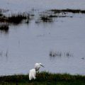 Aigrette garzette 2