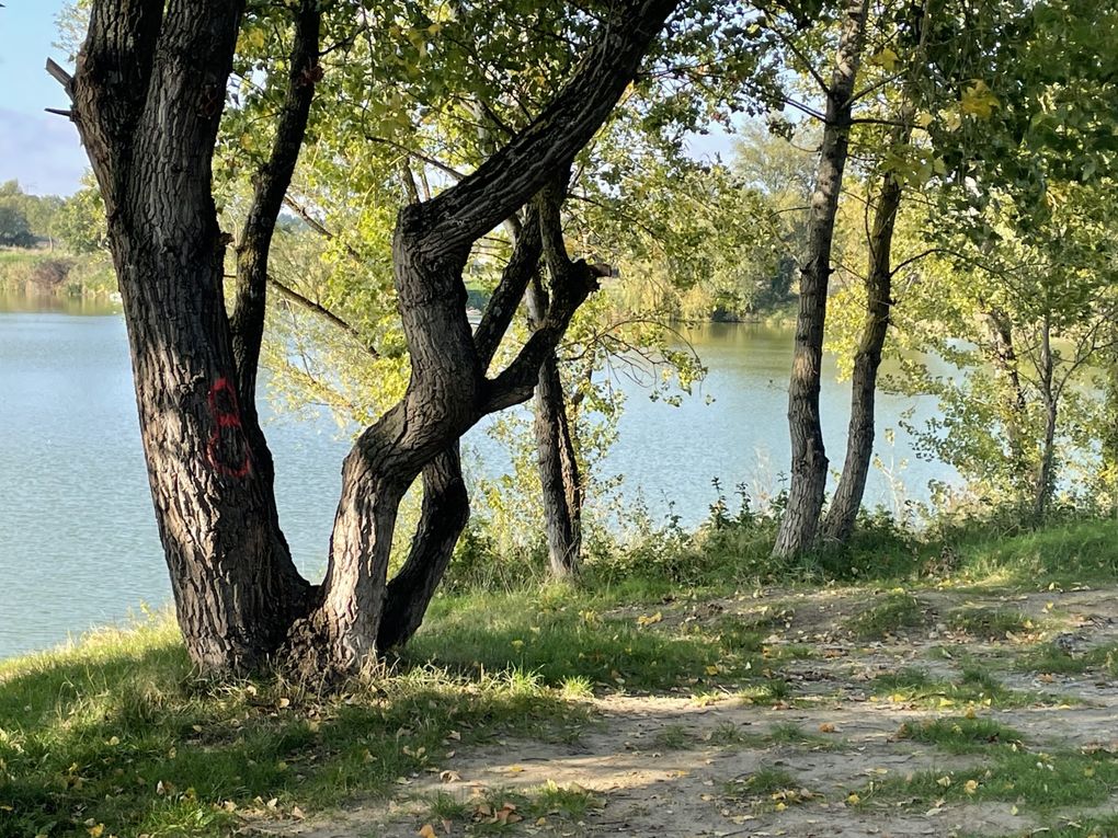 Mardi 14 octobre 2025 : j'ai fait découvrir cet Etang des Martailles (Martres d'Artière, 63430 Martres d'Artière) à Marike , nous en avons fait le tour , moi j'y viens souvent  mon diapo s'en suit , mes photos datent du 11 oct 2025