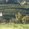 Un jour de vendanges...