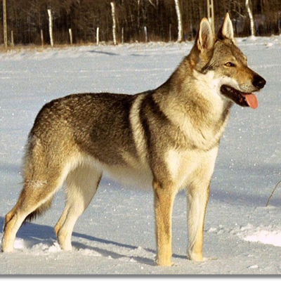 CHIEN LOUP DE SAARLOOS