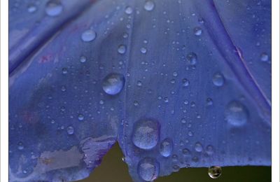 Pluie de pétales ...