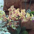 #orchidees jaunes 
