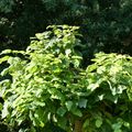 LE CATALPA & LES CHENES...