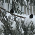 Ouais! C'est le Printemps!