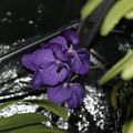 VANDA et ASCOCENDA  X  ASCOCENTRUM