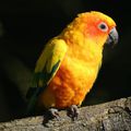 Conure soleil (Aratinga solstitialis)