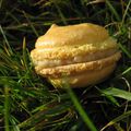 Macarons curcuma banane