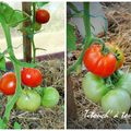 Par ici les belles tomates!