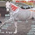 Inside out horses : anatomie du cheval