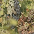 VENDANGES