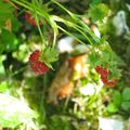 - HAIKU - fraises des bois -Instant T -