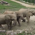 R. D. CONGO - Le retour des Eléphants dans le Parc National des Virunga