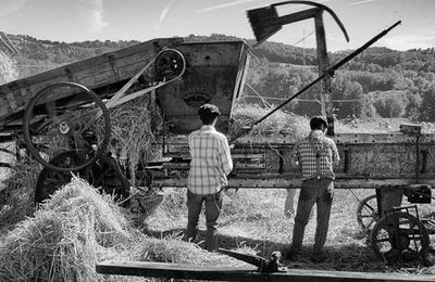 Aujourd'hui, conditions idéales pour la fête des battages !