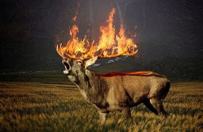 Plan canicule "Faune sauvage" - Demande baisse des tirs de loups