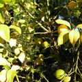 LES CITRONS DE MON JARDIN 