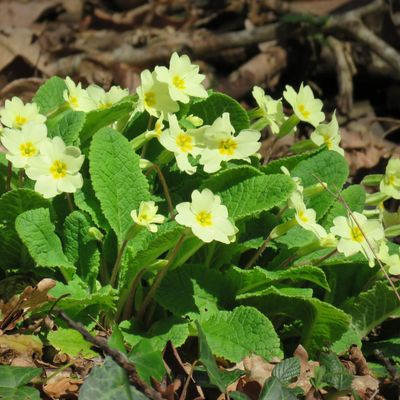 Prémices du printemps