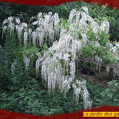 glycine