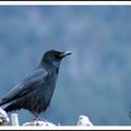 Maître Corbeau sur son arbre perché ...